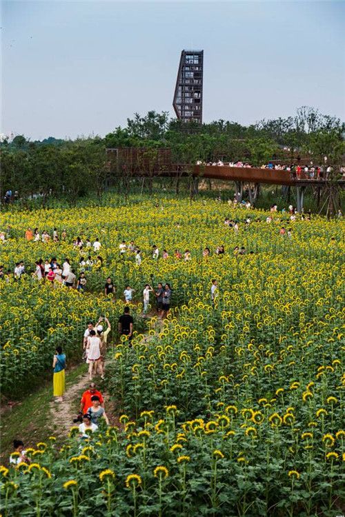 landarchs.com: 2015全球十大景觀項目